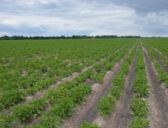 An experiment with a potato growing on VIMAL-AGRO-334