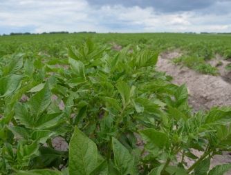 An experiment with a potato growing on VIMAL-AGRO-332