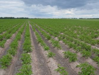 An experiment with a potato growing on VIMAL-AGRO-339