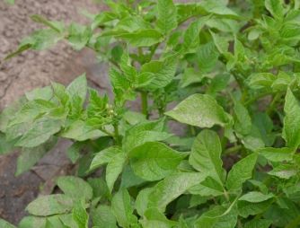 An experiment with a potato growing on VIMAL-AGRO-331