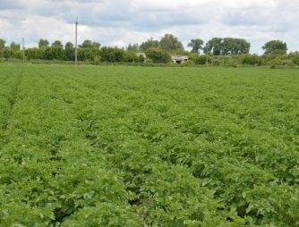 An experiment with a potato growing on VIMAL-AGRO-337