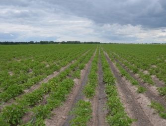 An experiment with a potato growing on VIMAL-AGRO-333