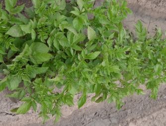 An experiment with a potato growing on VIMAL-AGRO-335