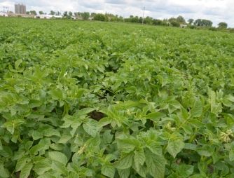 An experiment with a potato growing on VIMAL-AGRO-338
