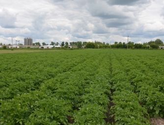An experiment with a potato growing on VIMAL-AGRO-336