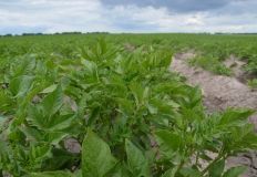 An experiment with a potato growing on VIMAL-AGRO-332
