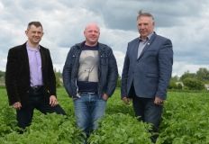 An experiment with a potato growing on VIMAL-AGRO-352